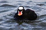 Surf Scoter